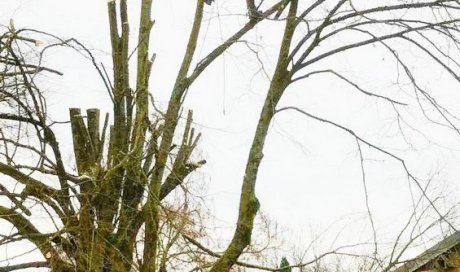 Seb au vert Abattage et démontage d'arbre Sainte-Marie-en-Chanois 