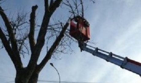 Seb au vert Démontage d'arbre avec nacelle Sainte-Marie-en-Chanois 