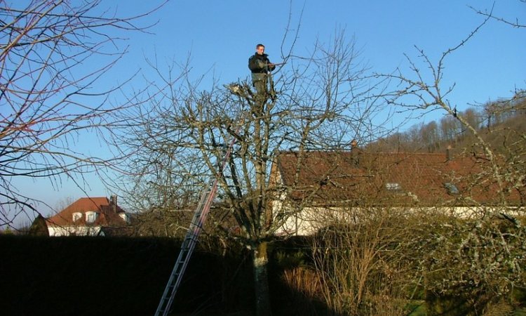 Seb au vert Taille d'arbre fruitier Sainte-Marie-en-Chanois 