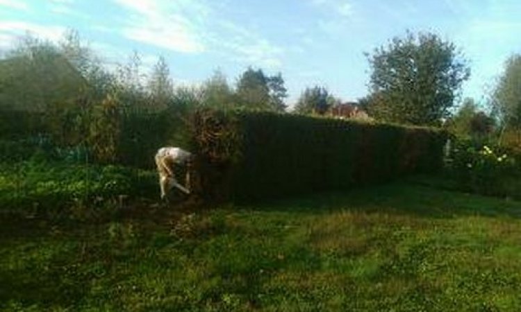 Seb au vert Arrachage et broyage haie Sainte-Marie-en-Chanois