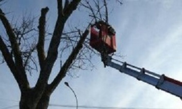 Seb au vert Démontage d'arbre avec nacelle Sainte-Marie-en-Chanois 